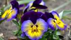 Want to know everything about pansies?