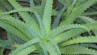 Aloe arborescens - الوصف والفوائد والأضرار والوصفات والمراجعات الألوة ضد تساقط الشعر